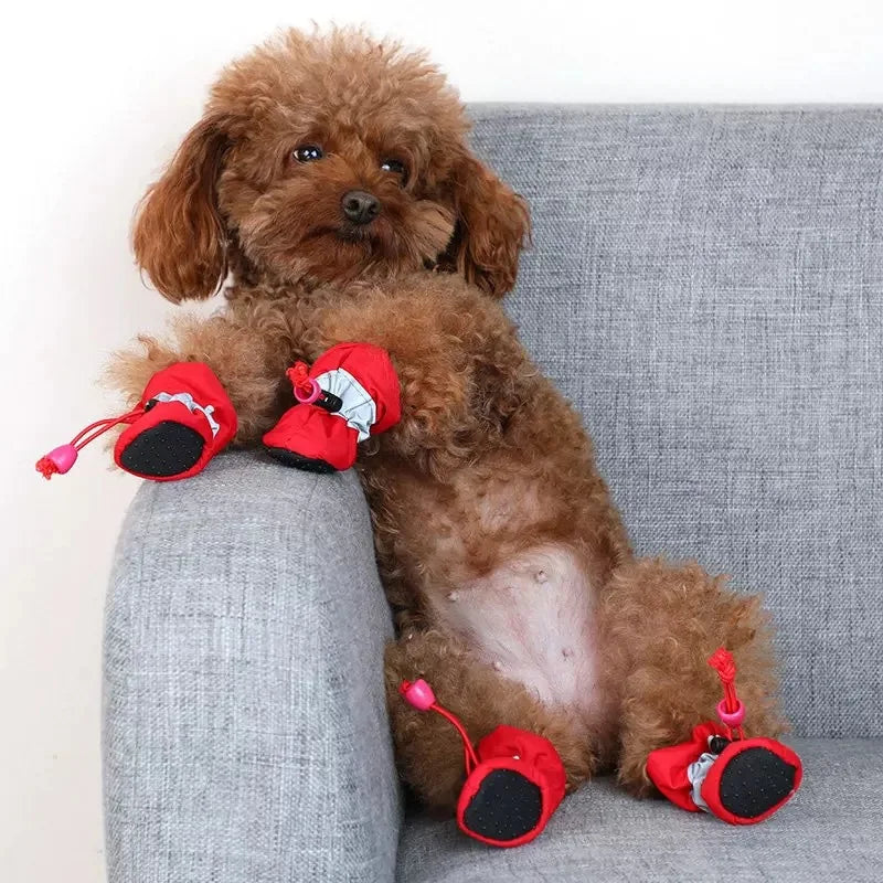 Brown color cat wearing top quality booties and sitting on sofa