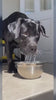 Showcasing the advantange of snugglebug's Dog water dispenser bowl - 1.5L Anti overlow 