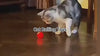 A video of pet playing with Snugglebugsupply Bouncing Ball Interactive Pets Toys product.