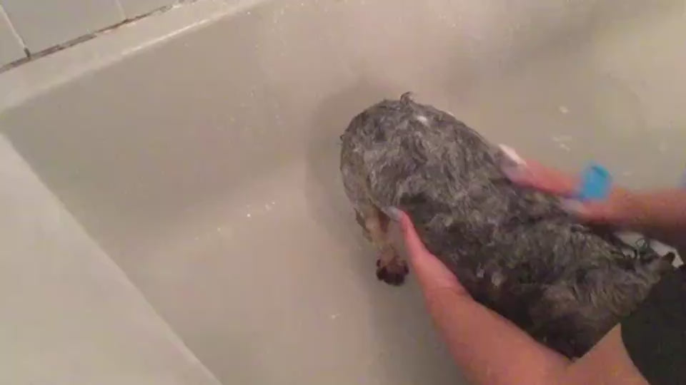 A descriptive video of a pet owner using the Snugglebugsupply's Aquapaw Pet Bathing Tool to bath a pet